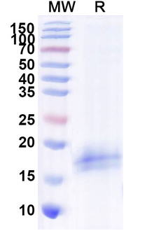 CFTR Camelus Monoclonal Antibody