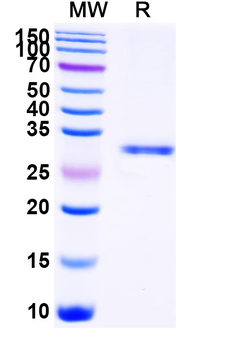 CFTR Camelus Monoclonal Antibody