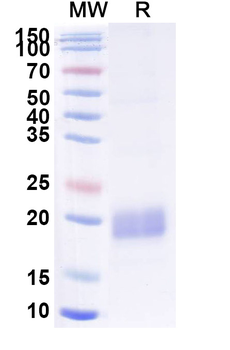 CFTR Camelus Monoclonal Antibody