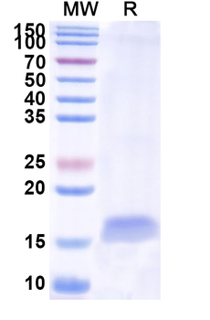 FURIN Camelus Monoclonal Antibody