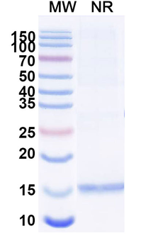 CD3E Camelus Monoclonal Antibody