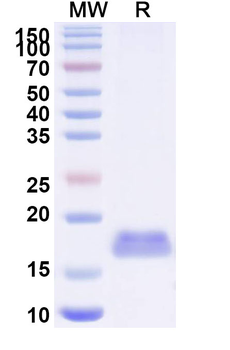 CD29/ITGB1 Camelus Monoclonal Antibody
