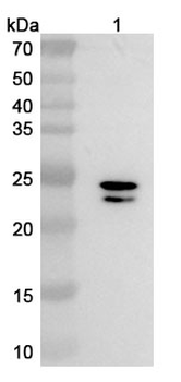 IL6 Camelus Monoclonal Antibody