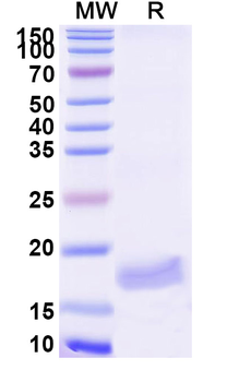VWF Camelus Monoclonal Antibody