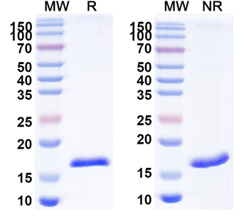 VWF Camelus Monoclonal Antibody