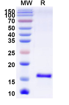 CD230/PRNP Camelus Monoclonal Antibody