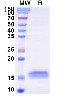 CD230/PRNP Camelus Monoclonal Antibody