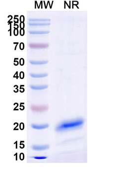 CD71/TFRC Camelus Monoclonal Antibody