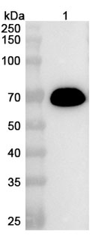 ALB Camelus Monoclonal Antibody