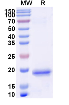 PIGR Camelus Monoclonal Antibody