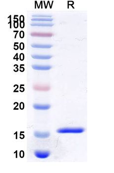 PTH Camelus Monoclonal Antibody