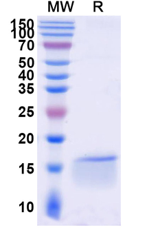 FOS Camelus Monoclonal Antibody