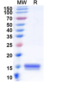 C5 Camelus Monoclonal Antibody