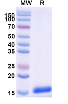 C3 Camelus Monoclonal Antibody