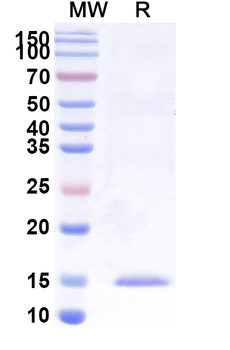 PLAU Camelus Monoclonal Antibody