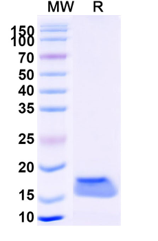 EGFR/ERBB1/HER1 Camelus Monoclonal Antibody