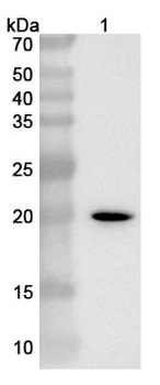 SOD1 Camelus Monoclonal Antibody