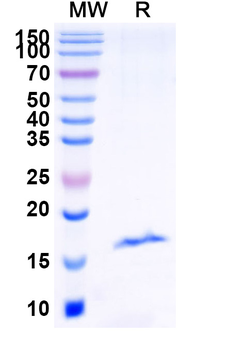 RECQL5 Camelus Monoclonal Antibody