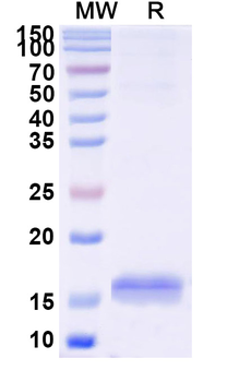 RECQL5 Camelus Monoclonal Antibody