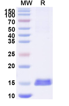 RECQL5 Camelus Monoclonal Antibody