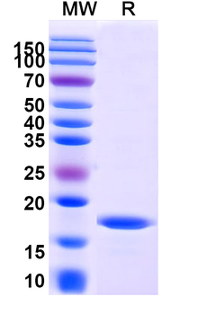 RECQL5 Camelus Monoclonal Antibody