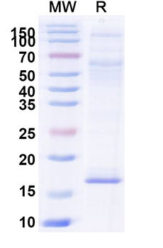 RECQL5 Camelus Monoclonal Antibody