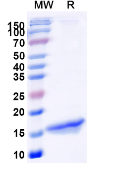 RECQL5 Camelus Monoclonal Antibody