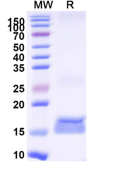 CD275/ICOSLG Camelus Monoclonal Antibody