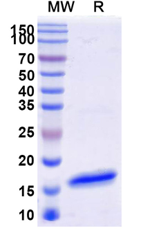 CD16b/FCGR3B Camelus Monoclonal Antibody