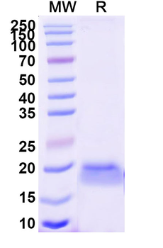 EPHB6 Camelus Monoclonal Antibody