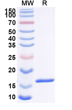 ANGPT2/Ang2 Camelus Monoclonal Antibody