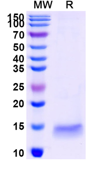 GAK Camelus Monoclonal Antibody