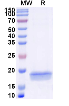 AURKA Camelus Monoclonal Antibody