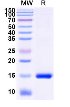 CD156c/ADAM10 Camelus Monoclonal Antibody