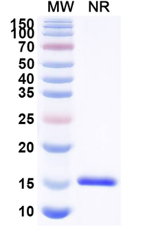 CD284/TLR4 Camelus Monoclonal Antibody