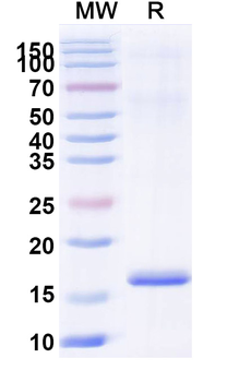 Chick LYZ/Lysozyme C Camelus Monoclonal Antibody