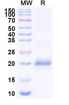 Chick LYZ/Lysozyme C Camelus Monoclonal Antibody