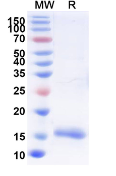 Wild turkey LYZ/Lysozyme C Camelus Monoclonal Antibody