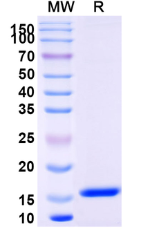 Chick LYZ/Lysozyme C Camelus Monoclonal Antibody