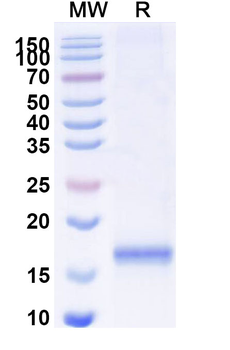 Chick LYZ/Lysozyme C Camelus Monoclonal Antibody