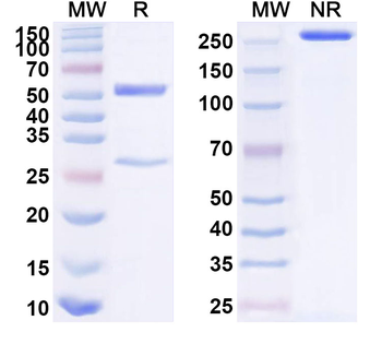 BAX Mouse Monoclonal Antibody