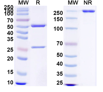 Clostridium tetani tetX/Tetanus toxin Human Monoclonal Antibody