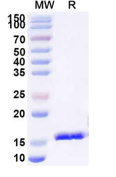 Vibrio cholerae higB-2 Camelus Monoclonal Antibody