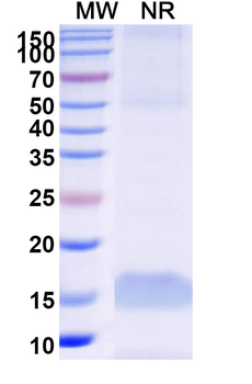 MAGEB1 Camelus Monoclonal Antibody