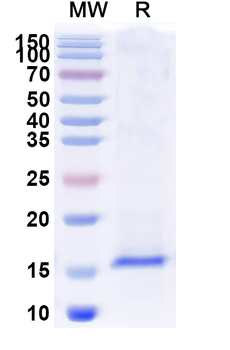 CD282/TLR2 Camelus Monoclonal Antibody