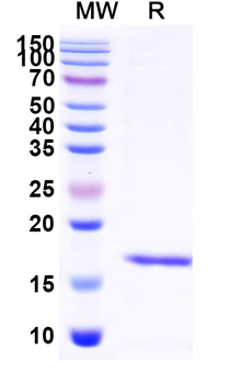 Albumin/HSA Camelus Monoclonal Antibody