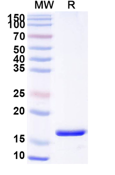 PTH1R Camelus Monoclonal Antibody