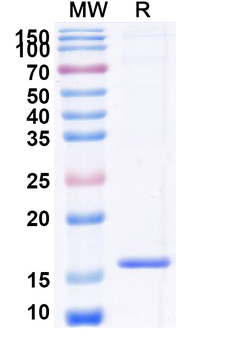 CXCR7/ACKR3 Camelus Monoclonal Antibody