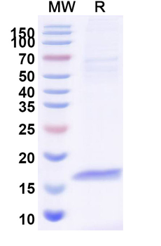 CFTR Camelus Monoclonal Antibody