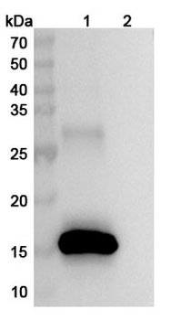 DRD1/AGIA Mouse Monoclonal Antibody